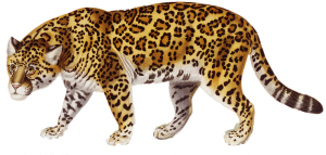 Jaguar PNG-20741